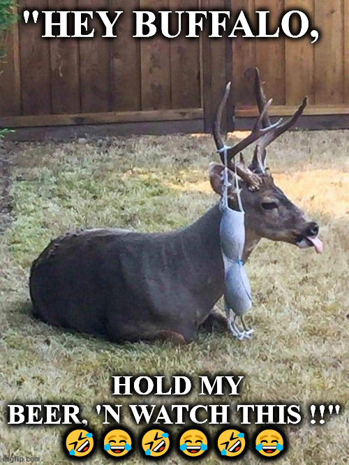 deer | "HEY BUFFALO, HOLD MY BEER, 'N WATCH THIS !!"
🤣😂🤣😂🤣😂 | image tagged in deer | made w/ Imgflip meme maker