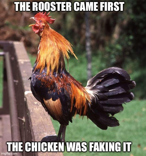 Rooster | THE ROOSTER CAME FIRST THE CHICKEN WAS FAKING IT | image tagged in rooster | made w/ Imgflip meme maker