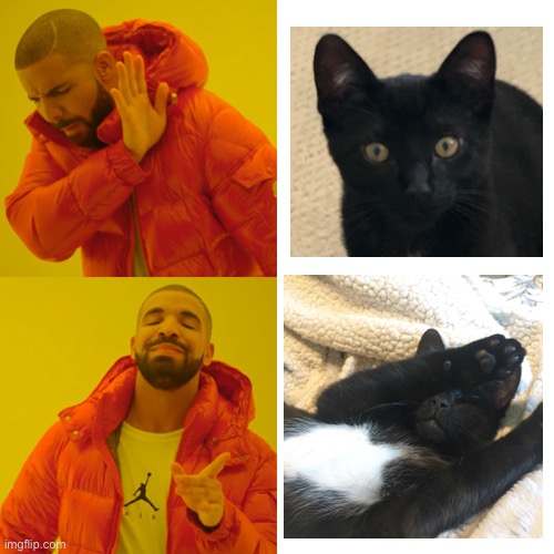 Tinyboypoe on insta if anybody interested | image tagged in memes,drake hotline bling,cats | made w/ Imgflip meme maker
