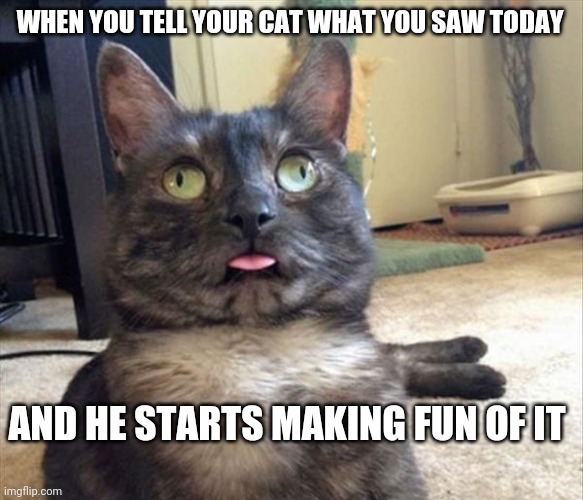 Full derp | WHEN YOU TELL YOUR CAT WHAT YOU SAW TODAY; AND HE STARTS MAKING FUN OF IT | image tagged in derp,funny cat,cat memes,strange wtf cat,funny meme,brimmuthafukinstone | made w/ Imgflip meme maker