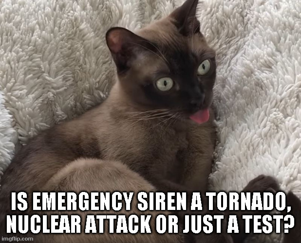 Cat Alert! | IS EMERGENCY SIREN A TORNADO, NUCLEAR ATTACK OR JUST A TEST? | image tagged in emergency alert,cat | made w/ Imgflip meme maker