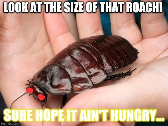 LOOK AT THE SIZE OF THAT ROACH! SURE HOPE IT AIN'T HUNGRY... | made w/ Imgflip meme maker