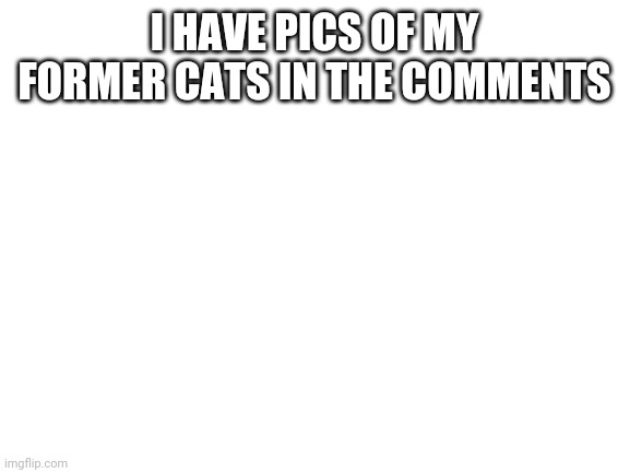 Cats are amazing lol dont fight me please | I HAVE PICS OF MY FORMER CATS IN THE COMMENTS | image tagged in blank white template | made w/ Imgflip meme maker
