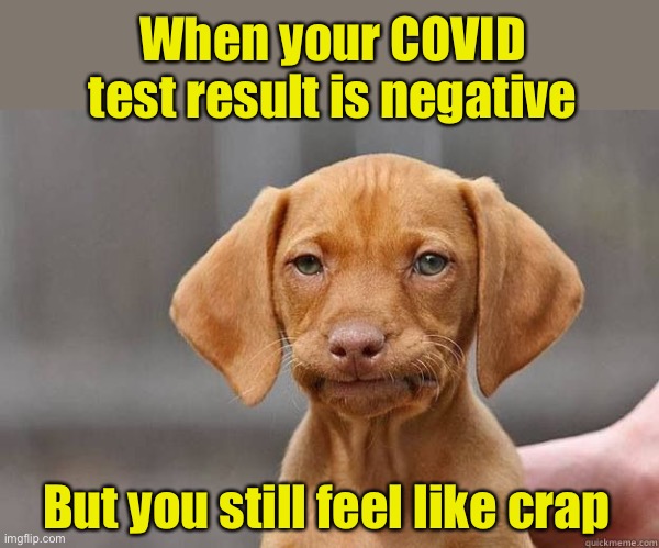 Sick as a dog | When your COVID test result is negative; But you still feel like crap | image tagged in disapointed dog,covid-19,sickness | made w/ Imgflip meme maker