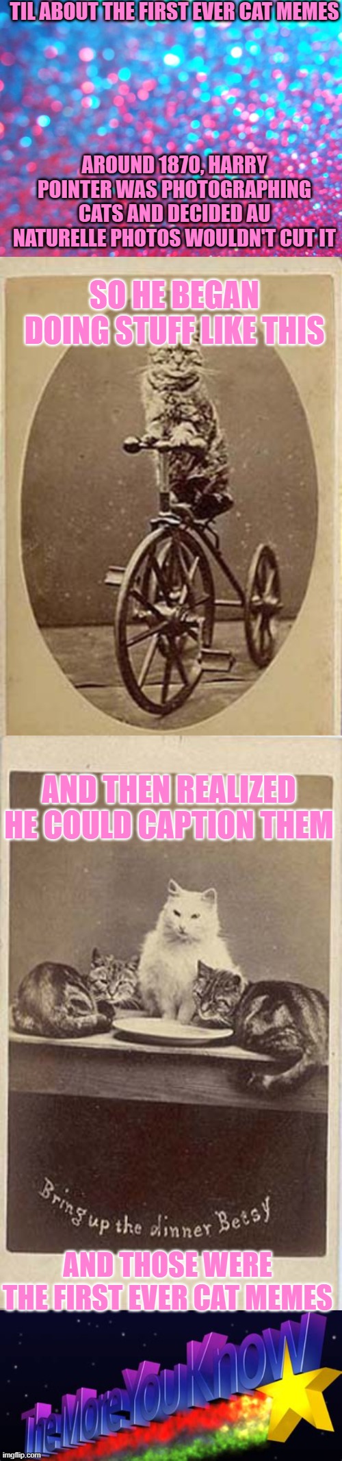 History lesson time!! | TIL ABOUT THE FIRST EVER CAT MEMES; AROUND 1870, HARRY POINTER WAS PHOTOGRAPHING CATS AND DECIDED AU NATURELLE PHOTOS WOULDN'T CUT IT; SO HE BEGAN DOING STUFF LIKE THIS; AND THEN REALIZED HE COULD CAPTION THEM; AND THOSE WERE THE FIRST EVER CAT MEMES | image tagged in glitter,history of cat memes,cats | made w/ Imgflip meme maker