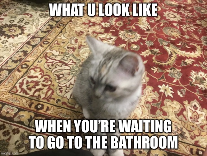 Smokey | WHAT U LOOK LIKE; WHEN YOU’RE WAITING TO GO TO THE BATHROOM | image tagged in funny cats,waiting | made w/ Imgflip meme maker