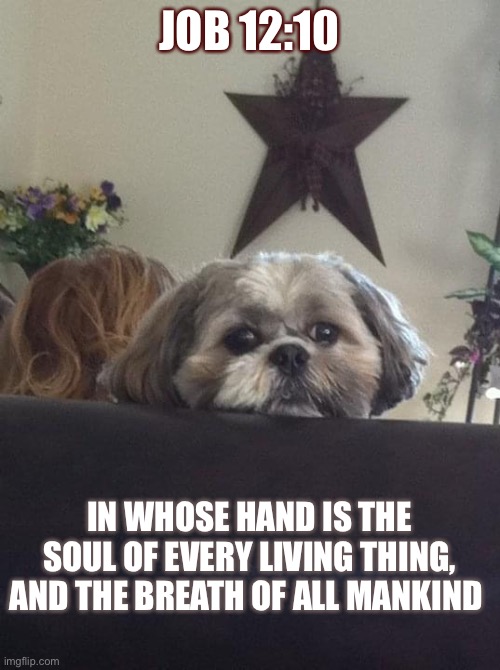 JOB 12:10; IN WHOSE HAND IS THE SOUL OF EVERY LIVING THING, AND THE BREATH OF ALL MANKIND | made w/ Imgflip meme maker