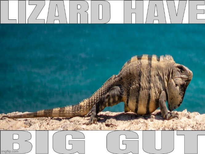 Fat lizard humor | image tagged in lizard | made w/ Imgflip meme maker