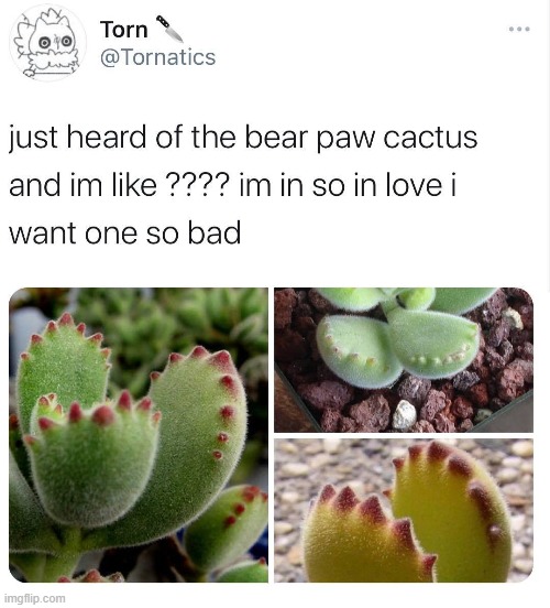 cactii are cuddly too (repost) | image tagged in cactus,wholesome,repost,reposts are awesome,reposts,cuddle | made w/ Imgflip meme maker