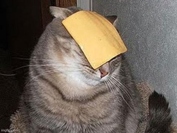 Cats with cheese | image tagged in cats with cheese | made w/ Imgflip meme maker