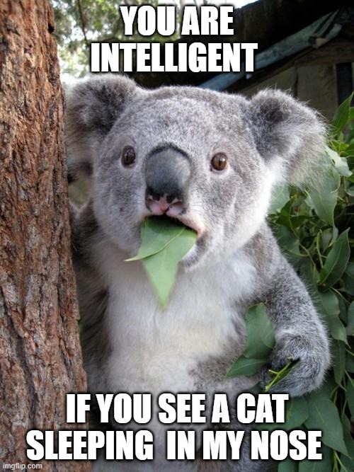 Think_Different | YOU ARE INTELLIGENT; IF YOU SEE A CAT SLEEPING  IN MY NOSE | image tagged in memes,surprised koala | made w/ Imgflip meme maker