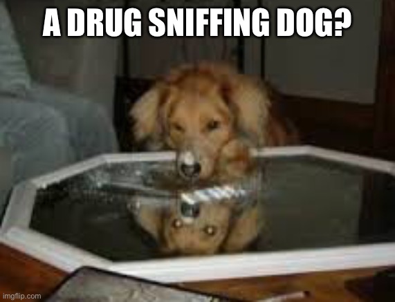 A DRUG SNIFFING DOG? | made w/ Imgflip meme maker