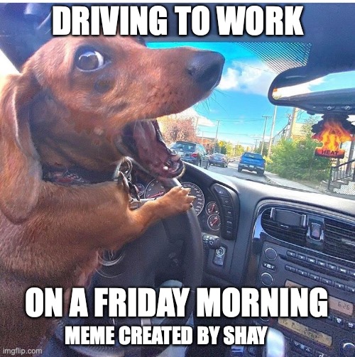 Driving Work on a Friday | DRIVING TO WORK; ON A FRIDAY MORNING; MEME CREATED BY SHAY | image tagged in funny dogs,dog driving,yay it's friday | made w/ Imgflip meme maker