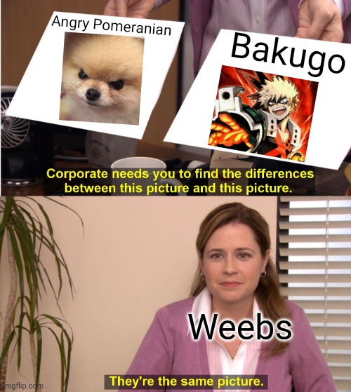 They're The Same Picture Meme | Bakugo; Angry Pomeranian; Weebs | image tagged in memes,they're the same picture | made w/ Imgflip meme maker