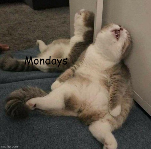 Mondays | image tagged in cats,monday | made w/ Imgflip meme maker