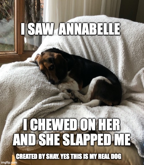 Annabelle Slapped Me |  I SAW  ANNABELLE; I CHEWED ON HER AND SHE SLAPPED ME; CREATED BY SHAY. YES THIS IS MY REAL DOG | image tagged in beagle,dog | made w/ Imgflip meme maker