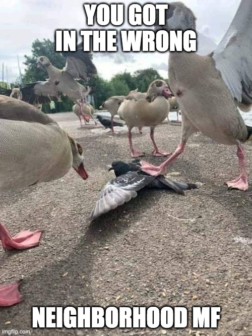 YOU GOT IN THE WRONG; NEIGHBORHOOD MF | image tagged in funny memes,funny animals | made w/ Imgflip meme maker
