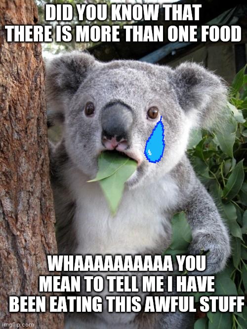 Surprised Koala Meme | DID YOU KNOW THAT THERE IS MORE THAN ONE FOOD; WHAAAAAAAAAA YOU MEAN TO TELL ME I HAVE BEEN EATING THIS AWFUL STUFF | image tagged in funny | made w/ Imgflip meme maker