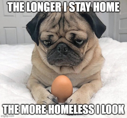 staying home but looks homeless | THE LONGER I STAY HOME; THE MORE HOMELESS I LOOK | image tagged in coronavirus meme,dogs,cute dogs,stay home | made w/ Imgflip meme maker