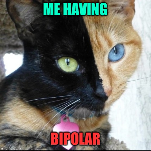 Bipolar cat | ME HAVING; BIPOLAR | image tagged in bipolar cat | made w/ Imgflip meme maker