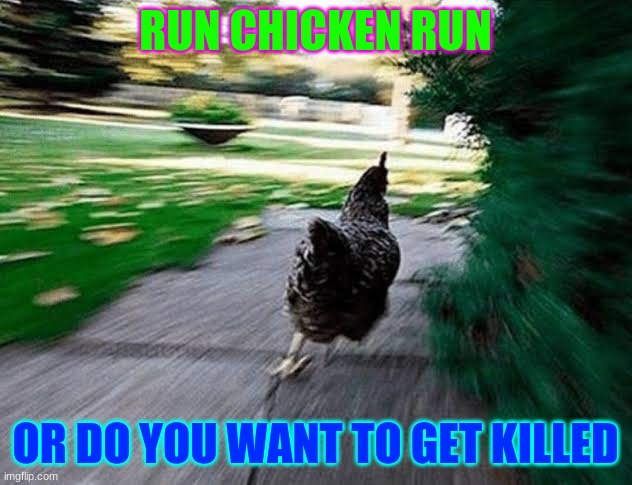 Run Chiken | RUN CHICKEN RUN; OR DO YOU WANT TO GET KILLED | image tagged in run chiken | made w/ Imgflip meme maker