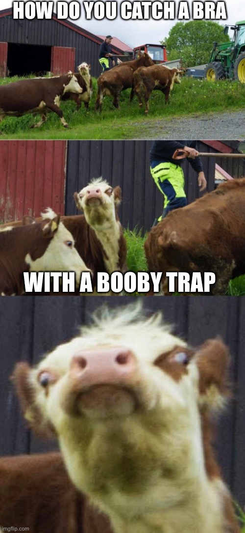 Bad pun cow  | HOW DO YOU CATCH A BRA; WITH A BOOBY TRAP | image tagged in bad pun cow | made w/ Imgflip meme maker