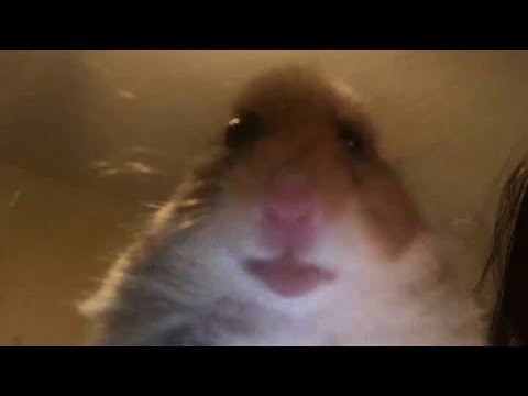 Hamster looking at camera Blank Meme Template