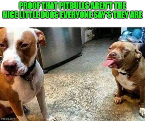 truth about pitbulls | PROOF THAT PITBULLS AREN'T THE NICE LITTLE DOGS EVERYONE SAY'S THEY ARE | image tagged in pitbull,nice | made w/ Imgflip meme maker