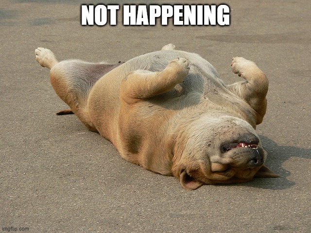 Dog Playing Dead | NOT HAPPENING | image tagged in dog playing dead | made w/ Imgflip meme maker