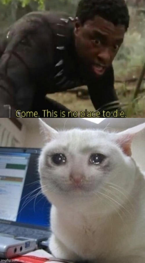 Rip Chadwick Boseman | image tagged in crying cat,memes | made w/ Imgflip meme maker