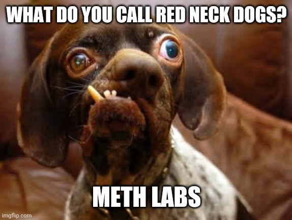 UGLY DOG | WHAT DO YOU CALL RED NECK DOGS? METH LABS | image tagged in ugly dog | made w/ Imgflip meme maker