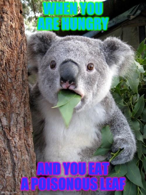 Surprised Koala | WHEN YOU ARE HUNGRY; AND YOU EAT A POISONOUS LEAF | image tagged in memes,surprised koala | made w/ Imgflip meme maker