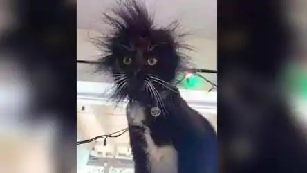 barely willing to negotiate Blank Meme Template