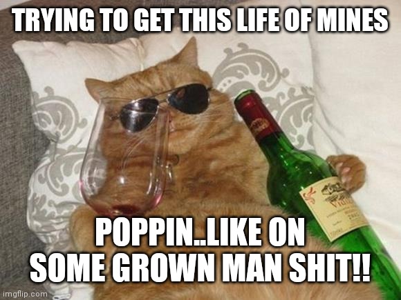Jroc113 | TRYING TO GET THIS LIFE OF MINES; POPPIN..LIKE ON SOME GROWN MAN SHIT!! | image tagged in funny cat birthday | made w/ Imgflip meme maker