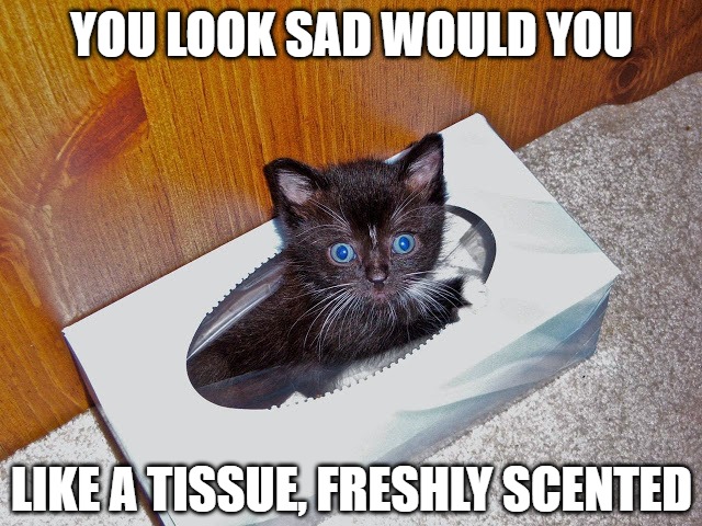 Just trying to help | YOU LOOK SAD WOULD YOU; LIKE A TISSUE, FRESHLY SCENTED | image tagged in cats,kittens,memes,2020,funny,fun | made w/ Imgflip meme maker