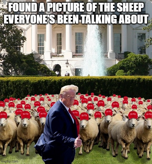 Trump's Sheeple | FOUND A PICTURE OF THE SHEEP EVERYONE'S BEEN TALKING ABOUT | image tagged in sheep,donald trump,covid-19,coronavirus | made w/ Imgflip meme maker