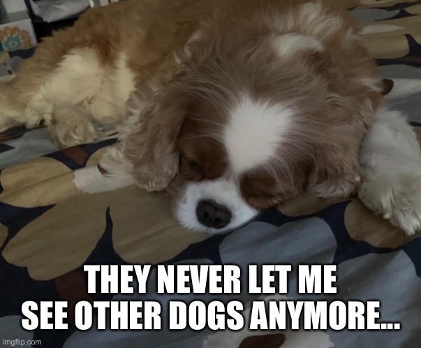 THEY NEVER LET ME SEE OTHER DOGS ANYMORE... | made w/ Imgflip meme maker