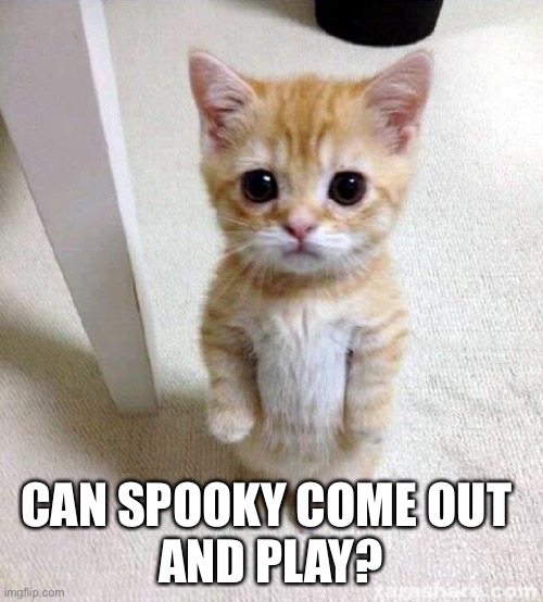 Cute Cat | CAN SPOOKY COME OUT 
AND PLAY? | image tagged in memes,cute cat | made w/ Imgflip meme maker