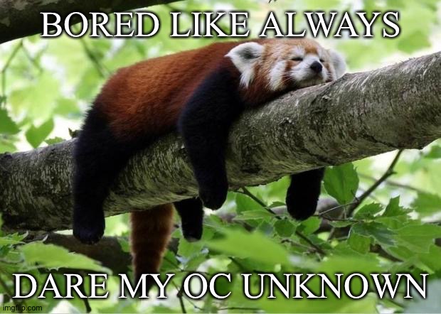 No she is not a red panda (ginger is though) also I drew her if you need to know what she looks like | BORED LIKE ALWAYS; DARE MY OC UNKNOWN | image tagged in lazy red panda | made w/ Imgflip meme maker