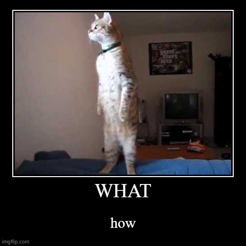 the human being goes to... | image tagged in funny,demotivationals,memes,standing cat,how,what | made w/ Imgflip demotivational maker