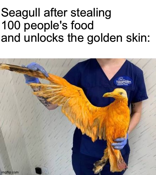 Yes title here | Seagull after stealing 100 people's food and unlocks the golden skin: | image tagged in seagull,memes,golden skin,funny | made w/ Imgflip meme maker