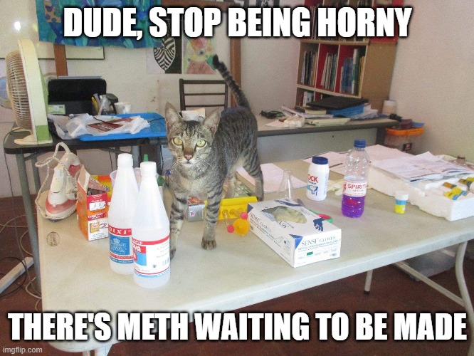 help your cat make some meth! | DUDE, STOP BEING HORNY; THERE'S METH WAITING TO BE MADE | image tagged in drugs,drugs are bad,cats,memes | made w/ Imgflip meme maker