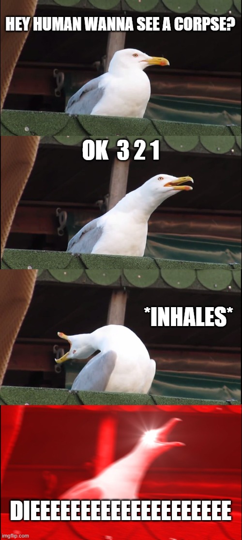 Inhaling Seagull | HEY HUMAN WANNA SEE A CORPSE? OK  3 2 1; *INHALES*; DIEEEEEEEEEEEEEEEEEEEE | image tagged in memes,inhaling seagull | made w/ Imgflip meme maker