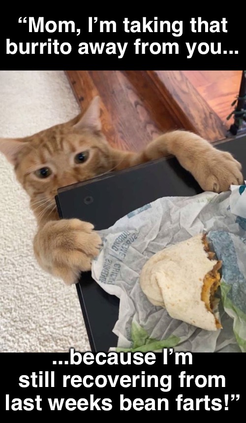 Beans Are a Magical Fruit | “Mom, I’m taking that burrito away from you... ...because I’m still recovering from last weeks bean farts!” | image tagged in funny memes,cats | made w/ Imgflip meme maker