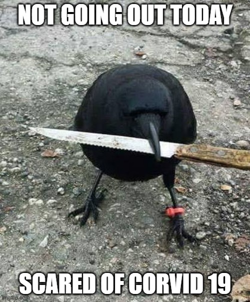 Corvid19 | NOT GOING OUT TODAY; SCARED OF CORVID 19 | image tagged in thug life crow | made w/ Imgflip meme maker