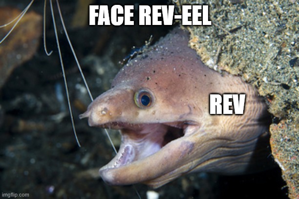Happy Eel | FACE REV-EEL REV | image tagged in happy eel | made w/ Imgflip meme maker