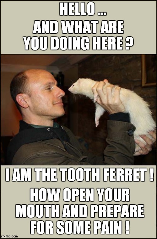 Prepare For Painful Extraction ! |  HELLO ... AND WHAT ARE YOU DOING HERE ? HOW OPEN YOUR MOUTH AND PREPARE FOR SOME PAIN ! I AM THE TOOTH FERRET ! | image tagged in fun,tooth fairy,ferret,dentist | made w/ Imgflip meme maker