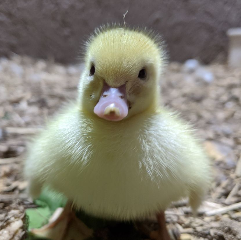 Disapproving duckling Blank Meme Template