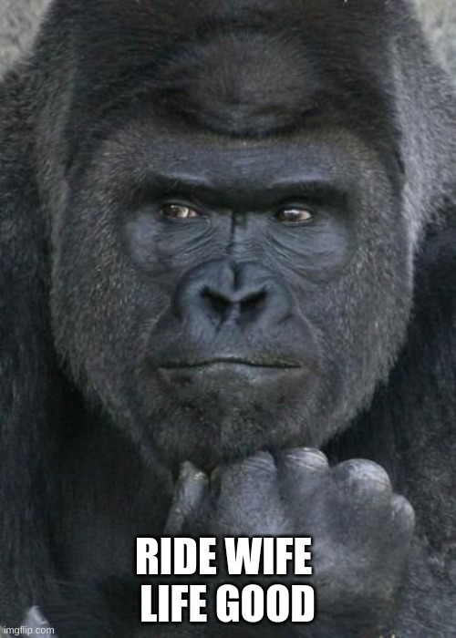 Handsome Gorilla | RIDE WIFE 
LIFE GOOD | image tagged in handsome gorilla | made w/ Imgflip meme maker