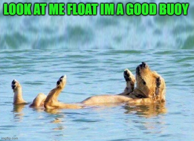 good buoy | LOOK AT ME FLOAT IM A GOOD BUOY | image tagged in bouy,dog | made w/ Imgflip meme maker